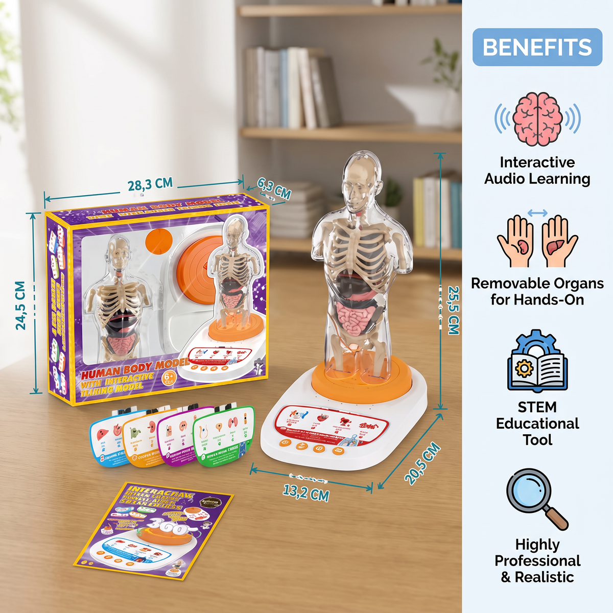 Interactive Talking Anatomical Model with Removable Organs & Audio-Guided Learning
