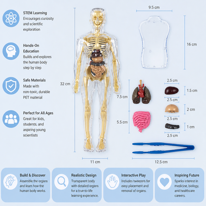 Human Body Anatomy STEM Learning Kit with Assemble-Your-Own Organ Model