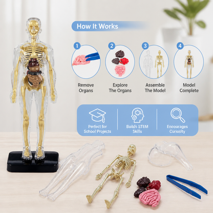 Human Body Anatomy STEM Learning Kit with Assemble-Your-Own Organ Model