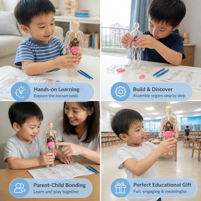 Human Body Anatomy STEM Learning Kit with Assemble-Your-Own Organ Model