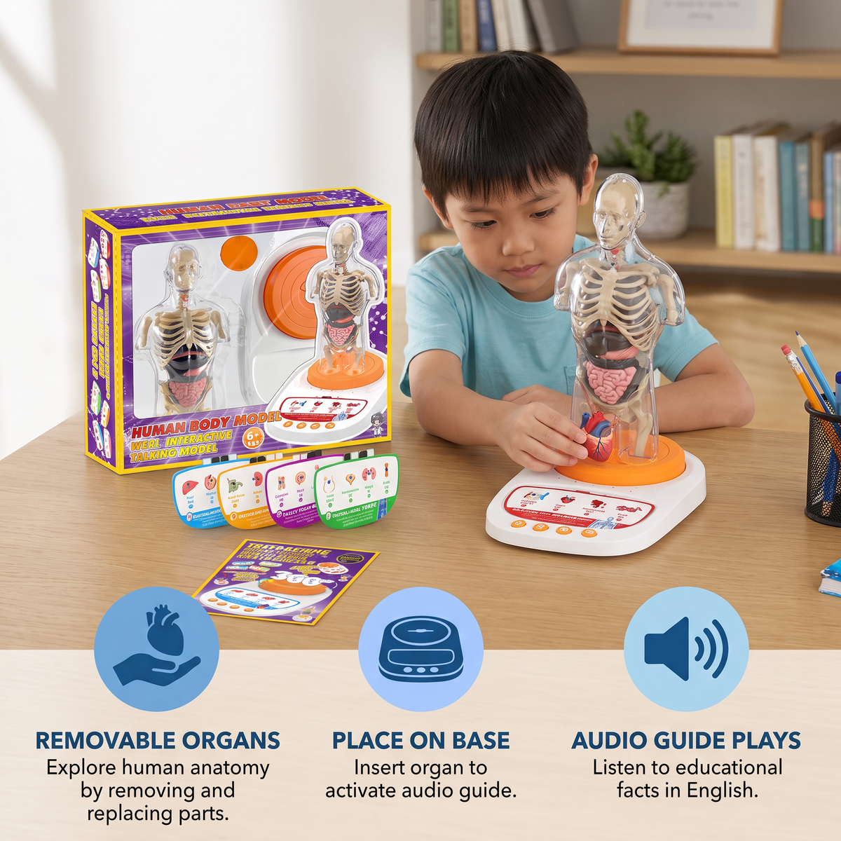 Interactive Talking Anatomical Model with Removable Organs & Audio-Guided Learning