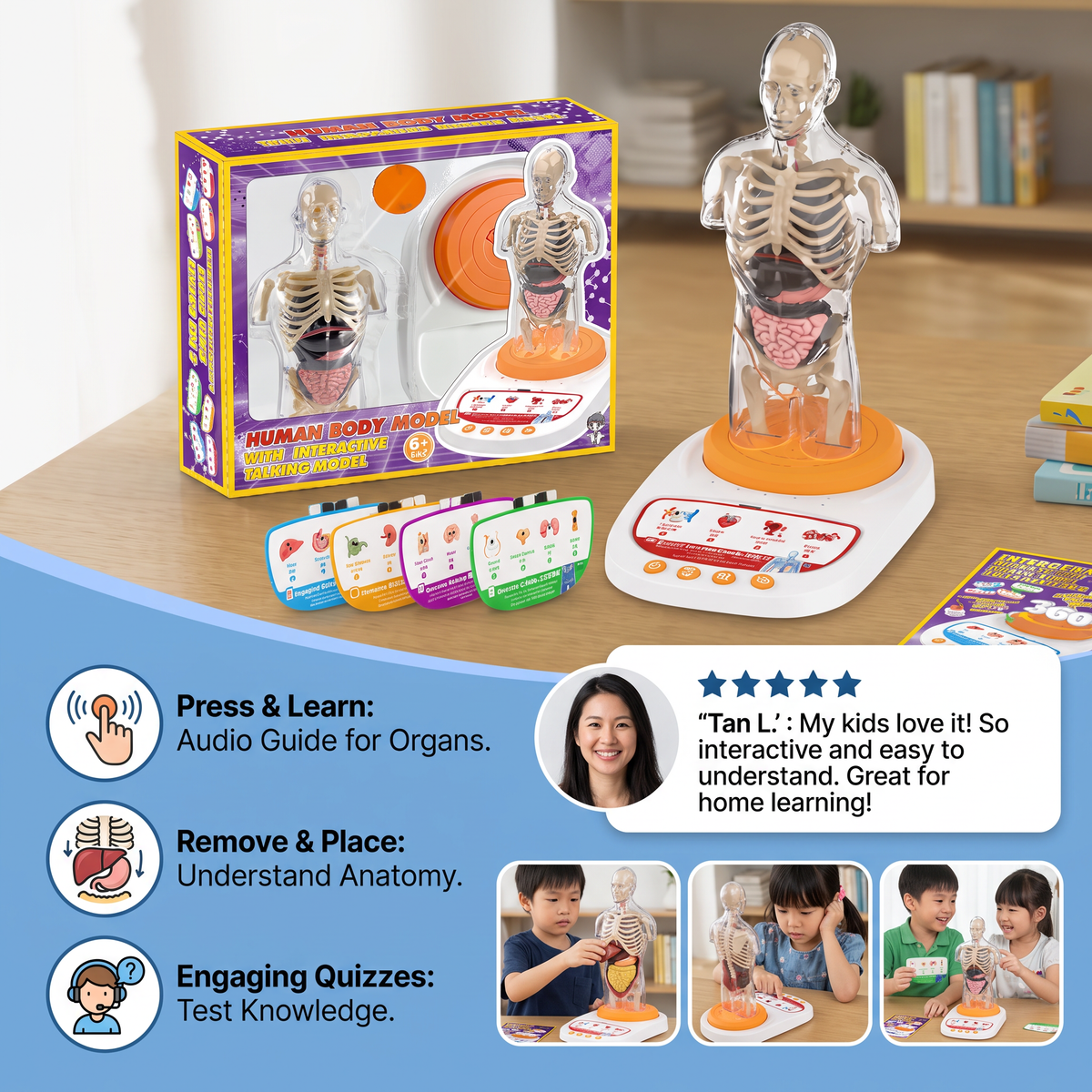 Interactive Talking Anatomical Model with Removable Organs & Audio-Guided Learning