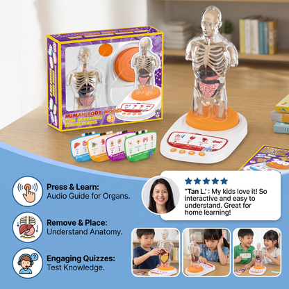 Interactive Talking Anatomical Model with Removable Organs & Audio-Guided Learning
