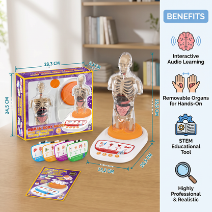 Interactive Talking Anatomical Model with Removable Organs & Audio-Guided Learning