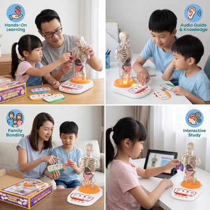Interactive Talking Anatomical Model with Removable Organs & Audio-Guided Learning